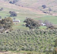 Wymah Organic Olives and Lambs - Accommodation Sunshine Coast