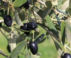 Wymah Organic Olives And Lambs - Accommodation Sunshine Coast 2