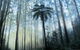 Yarra Ranges National Park - thumb 0