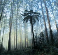 Yarra Ranges National Park - Accommodation Sunshine Coast
