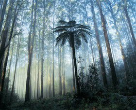 Yarra Ranges National Park - Accommodation Sunshine Coast 0