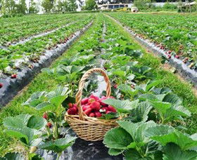 Blue Hills Berries & Cherries - Accommodation Sunshine Coast 0