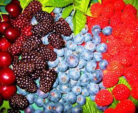 Blue Hills Berries & Cherries - Accommodation Sunshine Coast 2