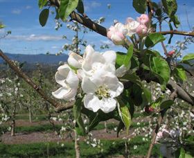 Mouat's Farm - Accommodation Sunshine Coast 0