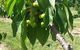Mouat's Farm - thumb 2