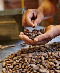 Bright Chocolate - Accommodation Sunshine Coast 3