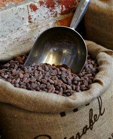 Bright Chocolate - Accommodation Sunshine Coast 5