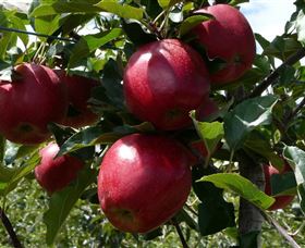 Wilgro Orchards - Accommodation Sunshine Coast 3