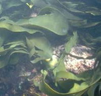 Churchill Island Marine National Park - Accommodation Sunshine Coast