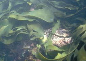 Churchill Island Marine National Park - Accommodation Sunshine Coast 0