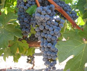 Joshuas Fault Wine - Accommodation Sunshine Coast 0