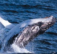 Sydney Eco Whale Watching - Accommodation Sunshine Coast