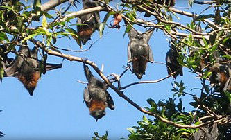 Blackbutt Reserve - Accommodation Sunshine Coast 1
