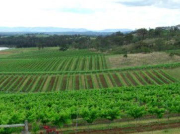 Hunter Vineyard Tours - Accommodation Sunshine Coast 2