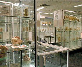 Museum Of Human Disease - Accommodation Sunshine Coast 0