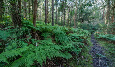 Dalrymple-Hay Nature Reserve - Accommodation Sunshine Coast 0