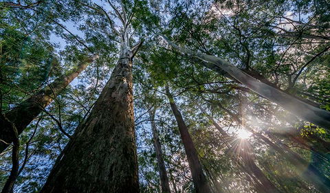Dalrymple-Hay Nature Reserve - Accommodation Sunshine Coast 1