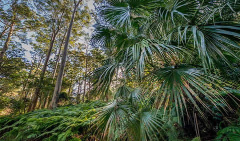 Dalrymple-Hay Nature Reserve - Accommodation Sunshine Coast 2