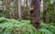 Dalrymple-Hay Nature Reserve - thumb 3