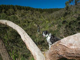 Ingalalla Waterfalls - Accommodation Sunshine Coast 1