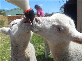 Animal Farm Goolwa - Accommodation Sunshine Coast 1