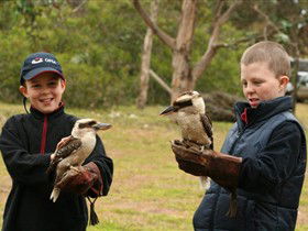 Raptor Domain - Accommodation Sunshine Coast 2