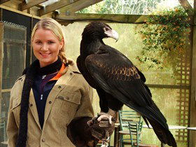 Raptor Domain - Accommodation Sunshine Coast 1