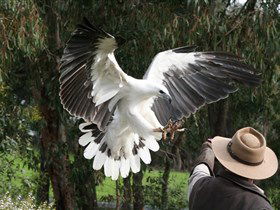 Raptor Domain - Accommodation Sunshine Coast 0