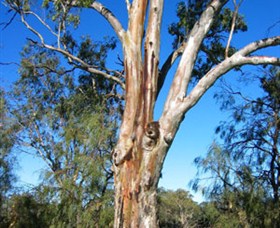ODonnell Park At Curlwaa - Accommodation Sunshine Coast 2