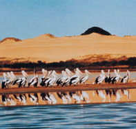 Coorong National Park - Accommodation Sunshine Coast