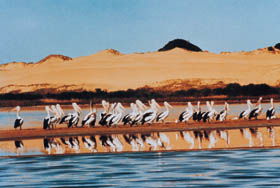 Coorong National Park - Accommodation Sunshine Coast 0