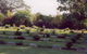 Adelaide River War Cemetery - thumb 2