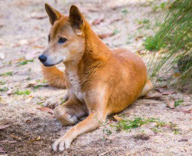 Territory Wildlife Park - Accommodation Sunshine Coast 2