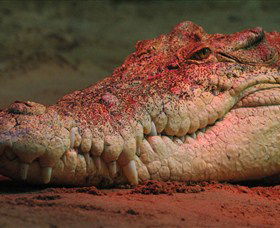 Territory Wildlife Park - Accommodation Sunshine Coast 3