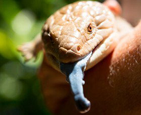 Territory Wildlife Park - Accommodation Sunshine Coast 5