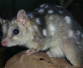 Territory Wildlife Park - Accommodation Sunshine Coast 6