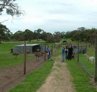 Avenue Emus - Accommodation Sunshine Coast