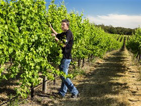 Patrick Of Coonawarra - Accommodation Sunshine Coast 0