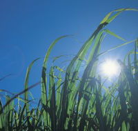 Australian Sugar Industry Museum - Accommodation Sunshine Coast