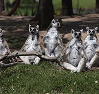 Savannah Visitor Plaza Taronga Western Plains Zoo Dubbo - Accommodation Sunshine Coast