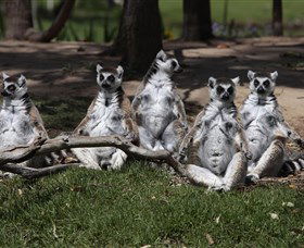 Savannah Visitor Plaza, Taronga Western Plains Zoo Dubbo - Accommodation Sunshine Coast 0