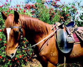 Western Plains Riding Centre - Accommodation Sunshine Coast 0