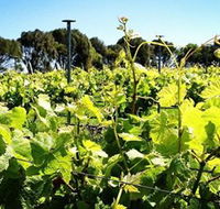 Basalt Wines