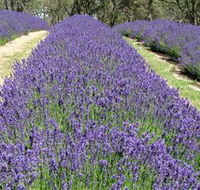 Yuulong Lavender Estate - Accommodation Sunshine Coast