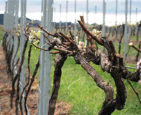 Stockmans Ridge Wines - Accommodation Sunshine Coast 1