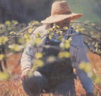 Canobolas Smith Winery - Accommodation Sunshine Coast