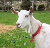 Dunkell Goats