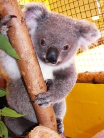 Cooberrie Park Wildlife Sanctuary - Accommodation Sunshine Coast 0