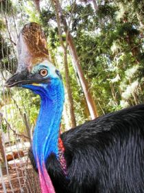 Cooberrie Park Wildlife Sanctuary - Accommodation Sunshine Coast 1