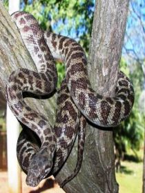Cooberrie Park Wildlife Sanctuary - Accommodation Sunshine Coast 3